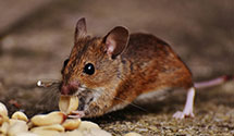24 Hour & Emergency Exterminators in Oak Brook, IL